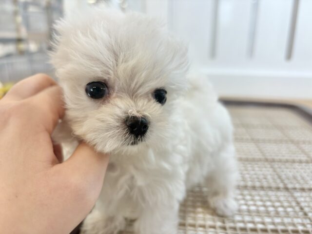 チワマル（マルチワ）