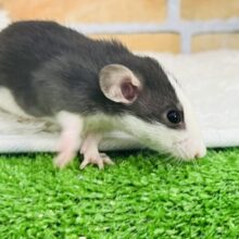 ブラックスーツでもじもじ君？ファンシーラットの男の子☆