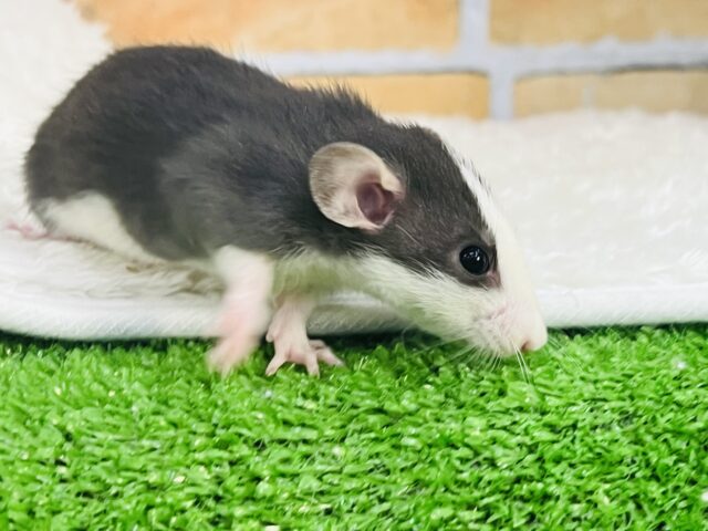 ブラックスーツでもじもじ君?ファンシーラットの男の子☆ ブラックスーツでもじもじ君?ファンシーラットの男の子☆