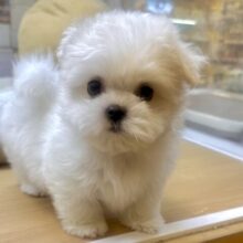 可愛さ満点💕💕🥺ペキマル男の子