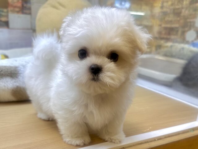 可愛さ満点💕💕🥺ペキマルくん マルペキ