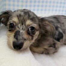 最新画像！シルバーダップルのチワックスがきたよ！