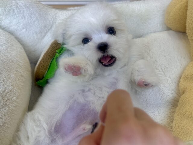 可愛さ満点💕💕🥺ペキマルくん マルペキ