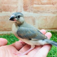 元気にご飯アピール🔥🔥🔥　桜文鳥