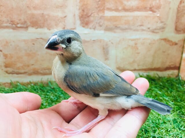 元気にご飯アピール🔥🔥🔥　桜文鳥