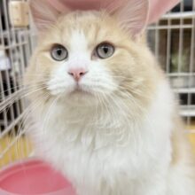 最新📷イケにゃんミヌエットくん！