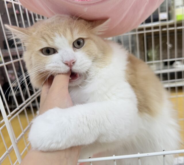 最新📷イケにゃんミヌエットくん! ミヌエット