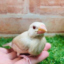 シナモン文鳥さんがやってきましたよ～🎵🎵
