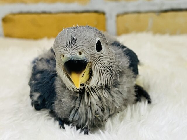 深海ブルー💙とても綺麗な1羽です！小桜インコ（バイオレット）