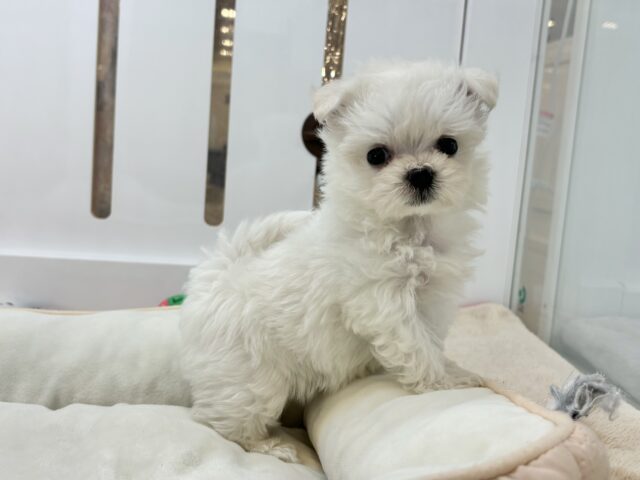 チワマル（マルチワ）