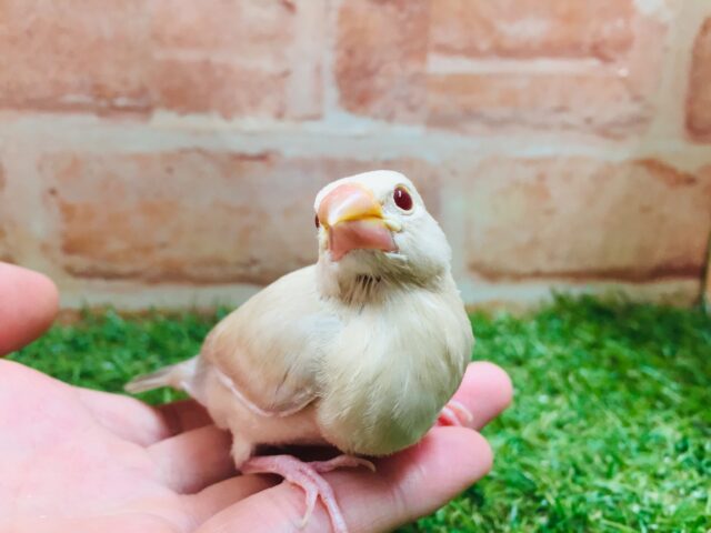 シナモン文鳥