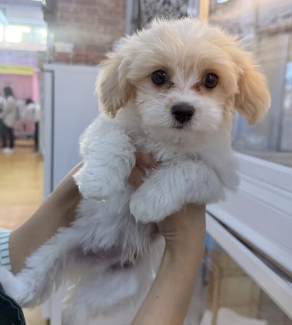 キャバビション