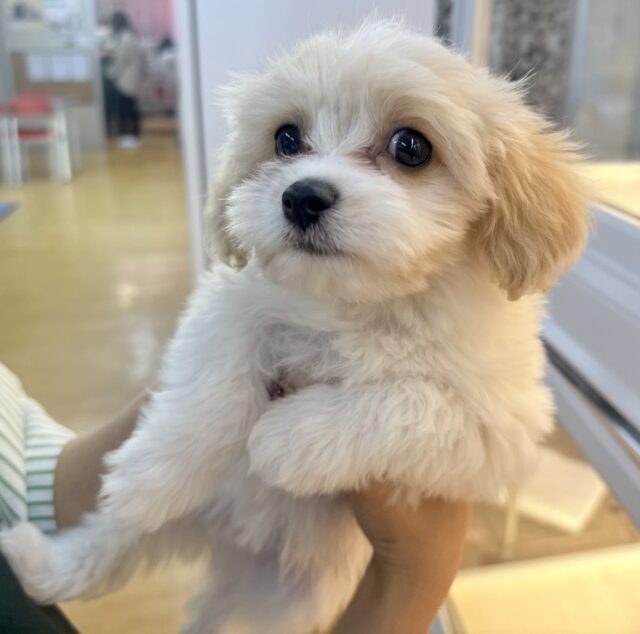 キャバビション