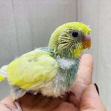 頭のちょびっとチラ見えちゃん🩵鮮やかセキセイインコさん！！