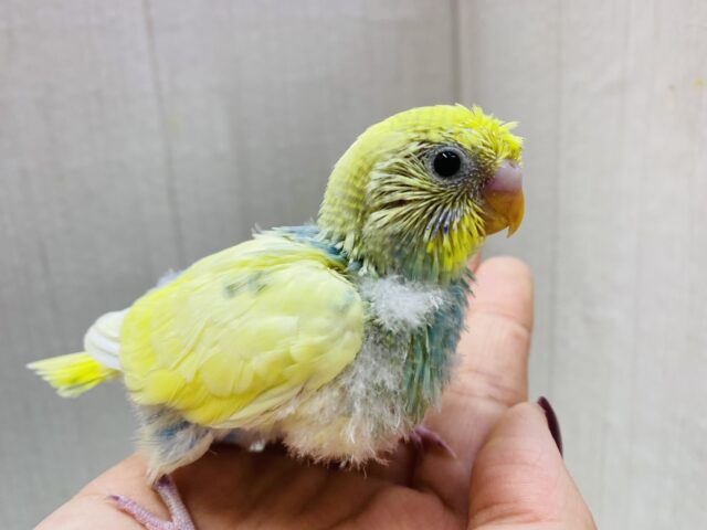 頭のちょびっとチラ見えちゃん🩵鮮やかセキセイインコさん！！