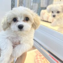 最新📷めちゃカワなキャバビションくん