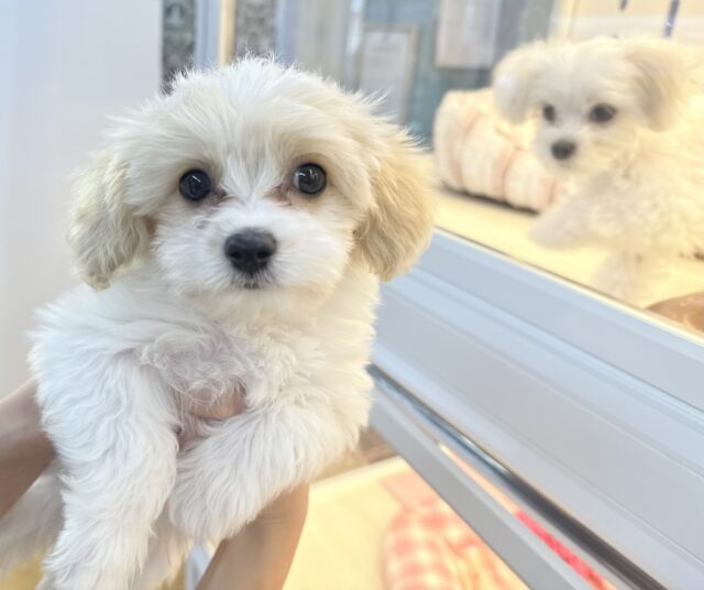 キャバビション