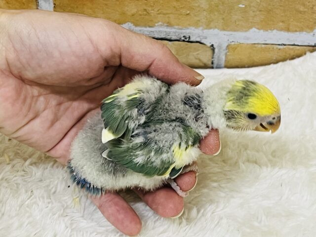 コザクラインコ（小桜インコ）