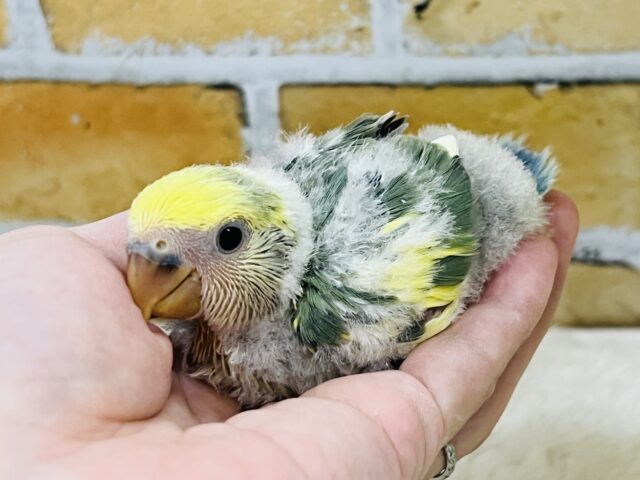 完璧な抜け具合🌼小桜インコのタイガーチェリー❤️