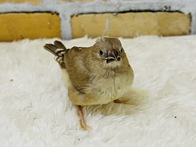 ホットカフェラテはいかが?キンカ鳥のフォーンだよ♡ 錦花鳥(キンカチョウ)