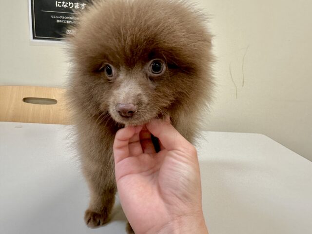ポメラニアン