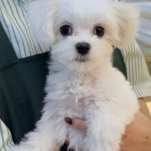 最新📷純白✨マルチーズの女の子😍