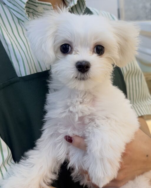 最新📷純白✨マルチーズの女の子😍
