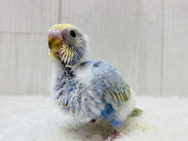 ふんわ〜りカラーで夢の中🫧💭セキセイインコのパステルレインボー🌈ᵕ̈*