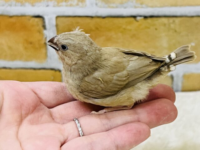 ホットカフェラテはいかが?キンカ鳥のフォーンだよ♡ 錦花鳥(キンカチョウ)