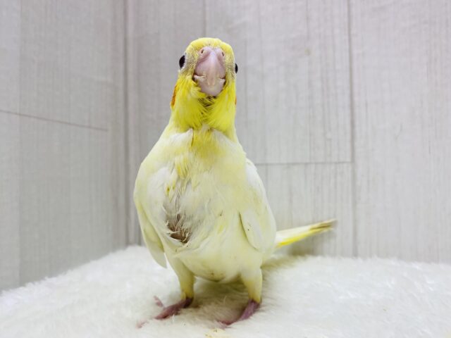 オカメインコ