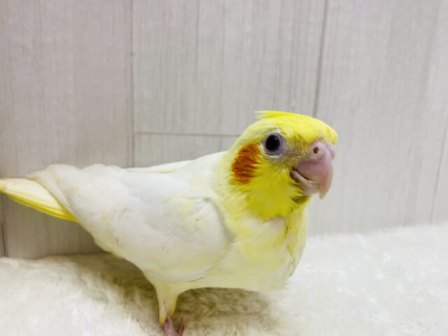 オカメインコ