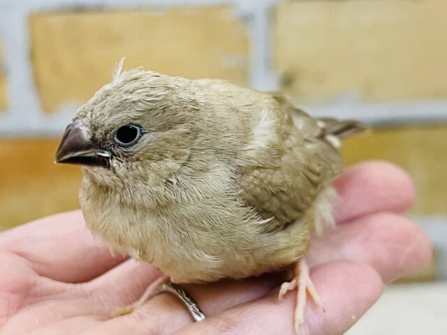 錦花鳥（キンカチョウ）