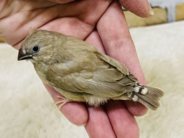 ホットカフェラテはいかが?キンカ鳥のフォーンだよ♡ 錦花鳥(キンカチョウ)