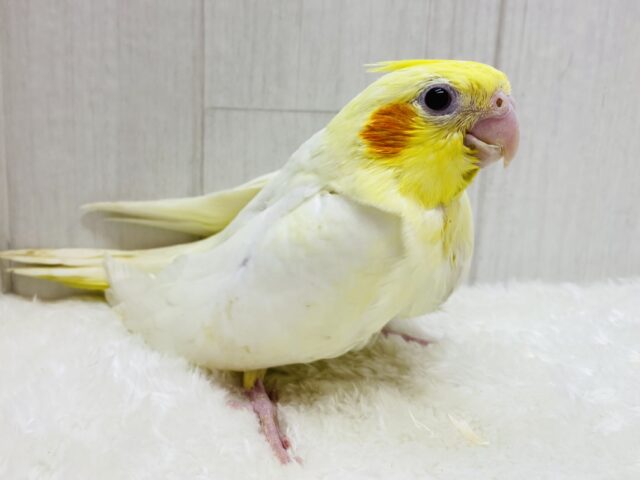 オレンジほっぺで優しく照らして〜🔆オカメインコのルチノー❤️