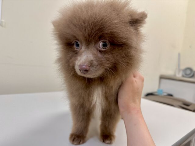 ポメラニアン
