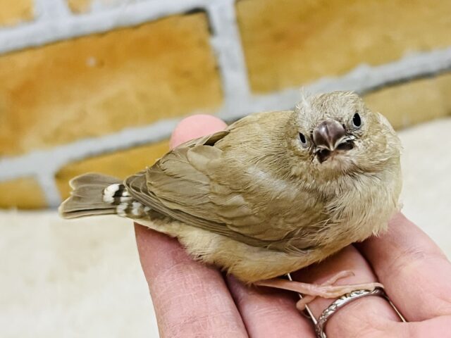 錦花鳥（キンカチョウ）