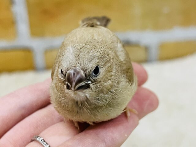 ホットカフェラテはいかが?キンカ鳥のフォーンだよ♡ 錦花鳥(キンカチョウ)