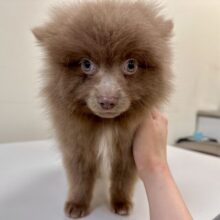 もふもふテディベア🐻ྀི🐻ྀི🐻ྀིポメラニアン男の子