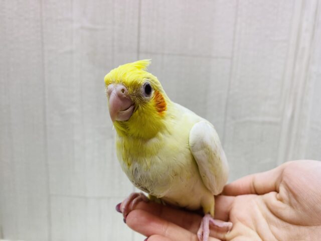 オカメインコ