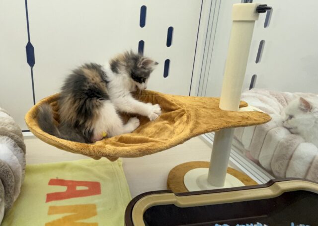 ノルウェージャンフォレストキャット