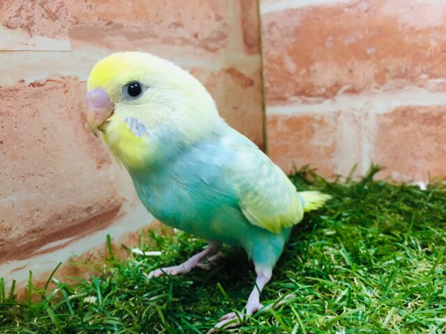 ①カラフルなセキセイちゃんがやってきましたよ～🌈🌈　セキセイインコ（レインボー系）