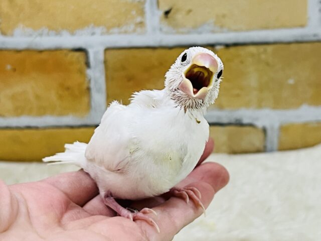 色白きゅるるん🤍白文鳥の雛入舎しました✨ 白文鳥