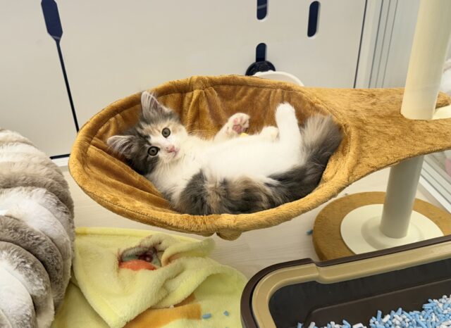 ノルウェージャンフォレストキャット