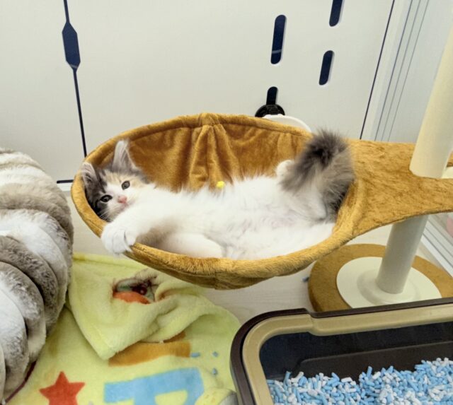 ノルウェージャンフォレストキャット