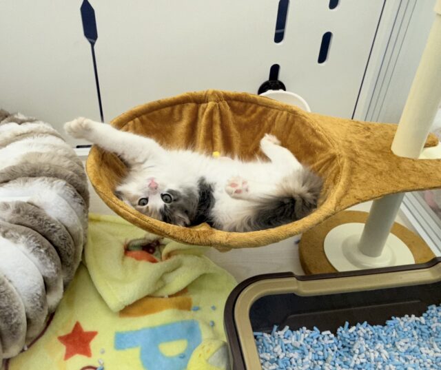 ノルウェージャンフォレストキャット