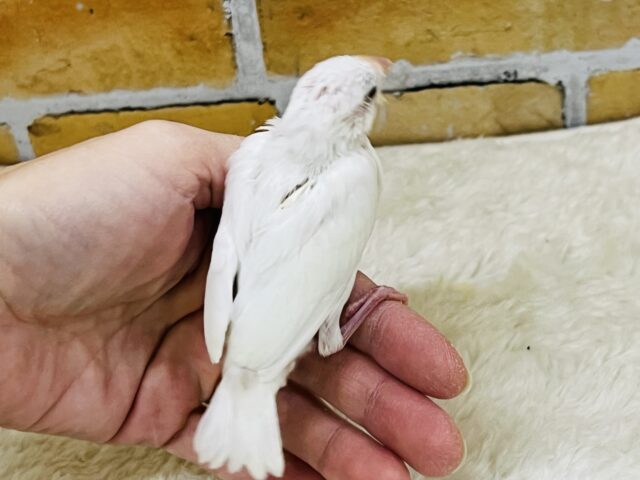 色白きゅるるん🤍白文鳥の雛入舎しました✨ 白文鳥