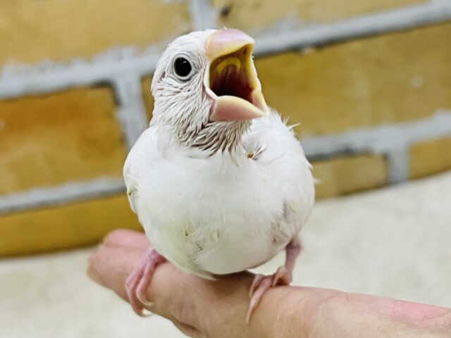 色白きゅるるん🤍白文鳥の雛入舎しました✨ 色白きゅるるん🤍白文鳥の雛入舎しました✨