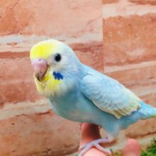 ②セキセイインコ（レインボー系）💚💙💜