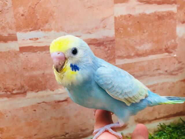 ②セキセイインコ（レインボー系）💚💙💜