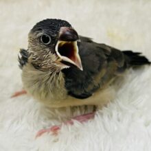 ハッキリとした色合い✨桜文鳥の雛🌸